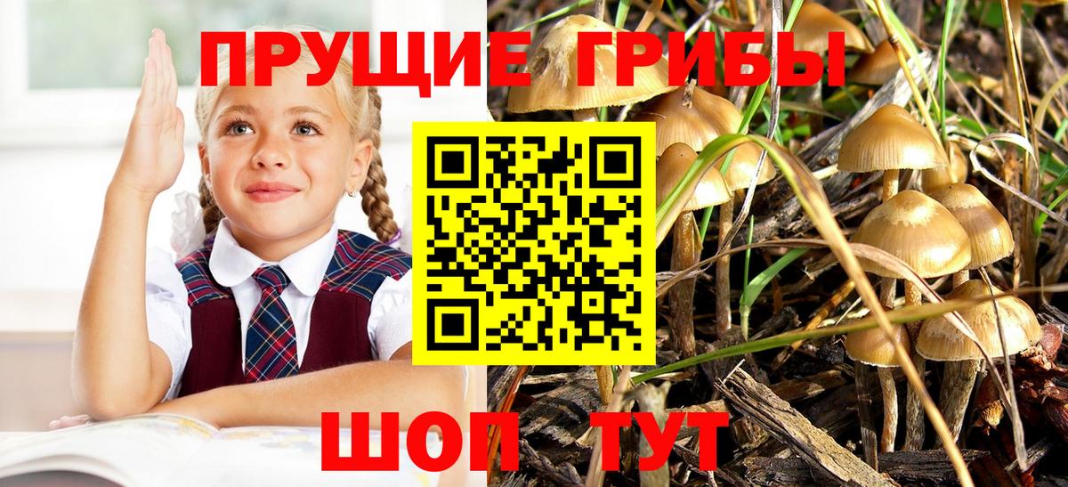 Галлюциногенные грибы Psilocybine cubensis Уварово